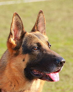 250px-Deutscher_Schäferhund-_portrait